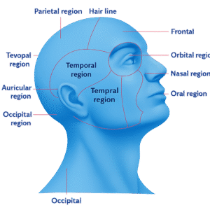 Guide to Head and Neck Anatomy for Dental Assistants, Regions of the Head